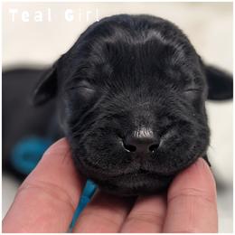 Goldendoodle, Labradoodle, Labrador Retriever, Poodle, and Sheepadoodle Puppies from Apple Creek Doodles