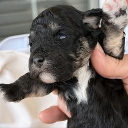 Leo - Phantom male Poodle puppy in Sarasota, Florida from Paradise Poodles