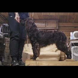 Boykin Spaniel, English Springer Spaniel, and Rat Terrier Puppies from 31 Pines Kennels