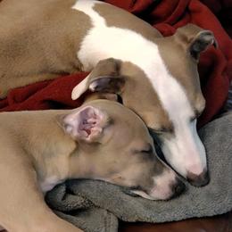 Italian Greyhounds from Tuncap's Italian Greyhounds