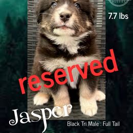 Jasper - Black tri-color male Australian Shepherd puppy in Albany, Georgia from Muckalee Lane Aussies