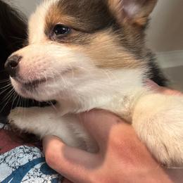 Faith - Black and tan female American Corgi puppy in Orangevale, California from Corgis of the Heart