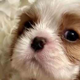 Cavalier King Charles Spaniels from Victoria Parker