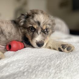 Miniature Australian Shepherd Puppies from DLT MiniAussie
