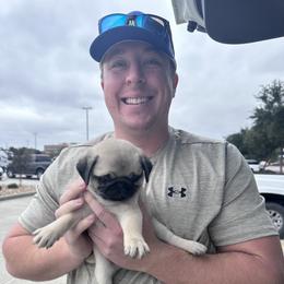 Pug Puppies from Pug Perfection Puppies