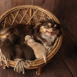 Chihuahua Puppies from Happy Pups