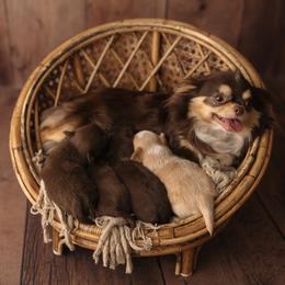 Chihuahua Puppies from Happy Pups