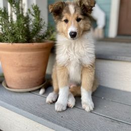Armada - Sable and white female Old Time Scotch Collie puppy in Columbia Falls, Montana from Sandy Bottoms Farm