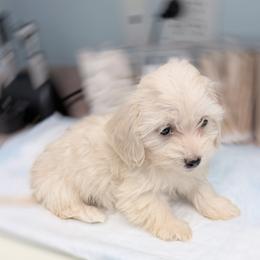 Tiny Candy  silky wire perfect health check up - Cream female Dachshund puppy in Richmond, Virginia from Irresistible Dachshunds & Cavaliers