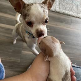 Chihuahua Puppies from Cloud9 Chihuahuas