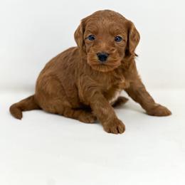 Angel - Red  female Goldendoodle puppy in Davison, Michigan from Dreaming Doodles