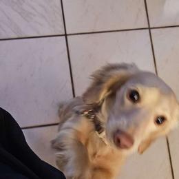Boo - Dachshund