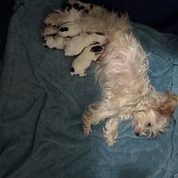 Yorkshire Terrier Puppies from Cristy’s Yorkies
