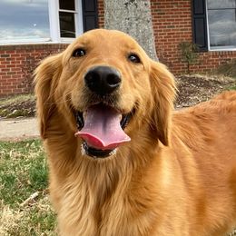 Amber - Golden Retriever