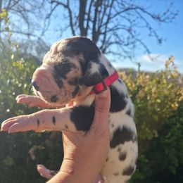 Sybil - Harlequin female Great Dane puppy in Granby, Missouri from HCR Great Danes
