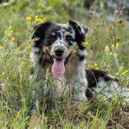 Bliss - Australian Shepherd