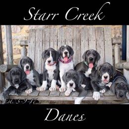 Great Dane Puppies from Starr Creek Danes & Frenchies