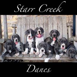 Great Dane Puppies from Starr Creek Danes & Frenchies