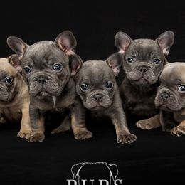 Boxers from Treasure Coast Boxer and French Bulldog Puppies
