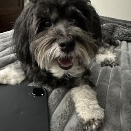 Havanese All Grown Up from HavtaHavRhavanese
