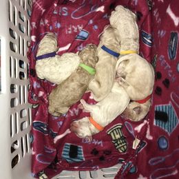 Goldendoodle, Schnoodle, and Sheepadoodle Puppies from Dood Ranch