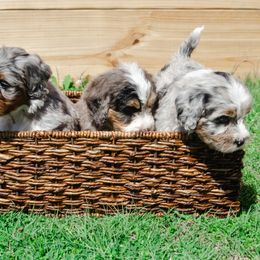 Bernedoodle and Goldendoodle Puppies from Rockin R Doodles