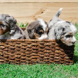 Bernedoodle and Goldendoodle Puppies from Rockin R Doodles