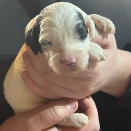 Brown collar - Cream male Goldendoodle puppy in Mc Cook, Nebraska from Powers Doodles