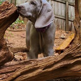 Weimaraner Puppies from Gray Matter Kennels