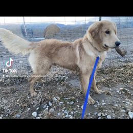 Apollo - Golden male Golden Retriever puppy in Castle Dale, Utah from Castle Country Companions