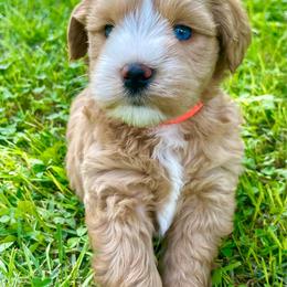 Orange collar AKC Wheaten Male - Wheaten male Miniature Schnauzer puppy in Calhoun, Georgia from The BrickHouse Miniature Schnauzers