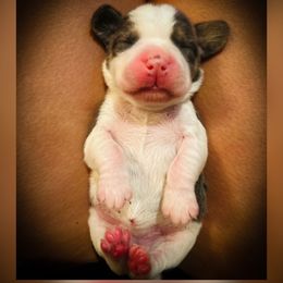 Yellow Girl - Pancake - Blue tan and white female Beagle puppy in Grantsville, Maryland from Fable & Fern Beagles