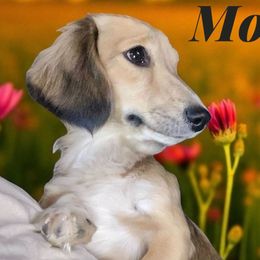 Dachshunds and Poodles from Angel Blue Dogs