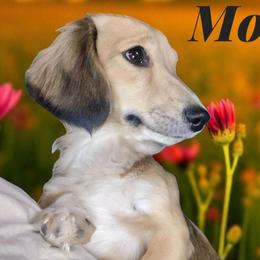 Dachshunds and Poodles from Angel Blue Dogs