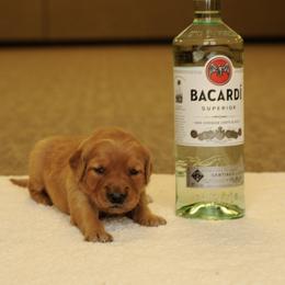 Bacardi (grey) - Dark golden female Golden Retriever puppy in Bynum, Montana from Summit Canine Breeding