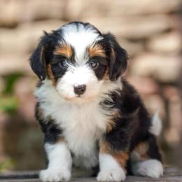 Dandelion - Tri-color female Bernedoodle puppy in Dundee, Ohio from Down Home Doodle