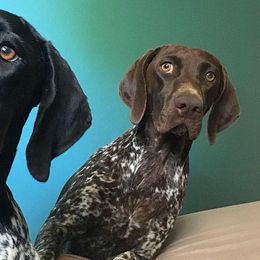 German Shorthaired Pointers from Magnolia Creek Kennels