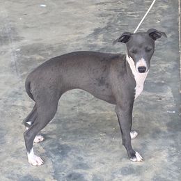 Callie - Italian Greyhound