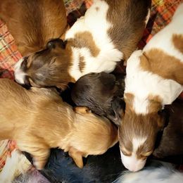 Dachshund Puppies from Gypsy Miniature Dachshunds