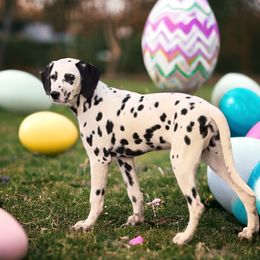 Demi - Dalmatian