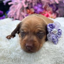 Pearl - Red female Dachshund puppy in Lakeland, Florida from Elite Doxies Florida