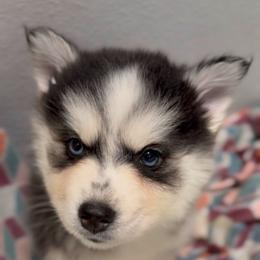 Diva - Black and white female Pomsky puppy in Spring Hill, Florida from PDQ Pomskies