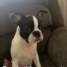 Linus - Boston Terrier