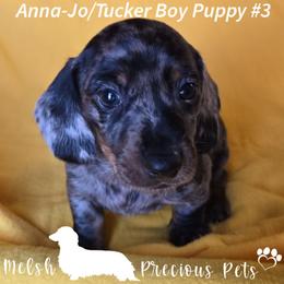 Anna-Jo and Tucker Puppy 3 - Dapple male Dachshund puppy in Anamosa, Iowa from Melsh Precious Pets