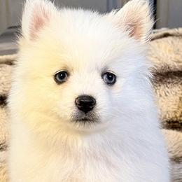Ariya's white girl - White female Pomsky puppy in Enid, Oklahoma from Mile Hi Pomskies