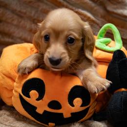 Mint Collar - Red female Dachshund puppy in Belfair, Washington from Devoted Doxies, Lorraine’s Yorkies