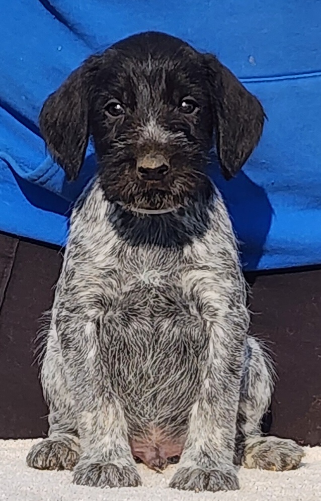 Thorin - Black and white German Wirehaired Pointer puppy in Wellston, Ohio from Blue Line GWPs