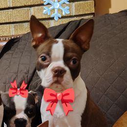 Teebee - Boston Terrier