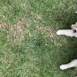 Australian Shepherd Puppies from Mullis Australian Shepherd