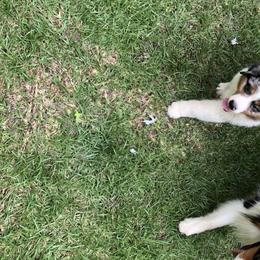 Australian Shepherd Puppies from Mullis Australian Shepherd
